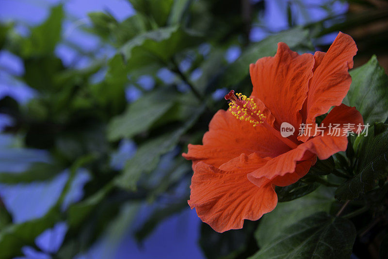 红色芙蓉花和树叶附近的蓝色墙在墨西哥