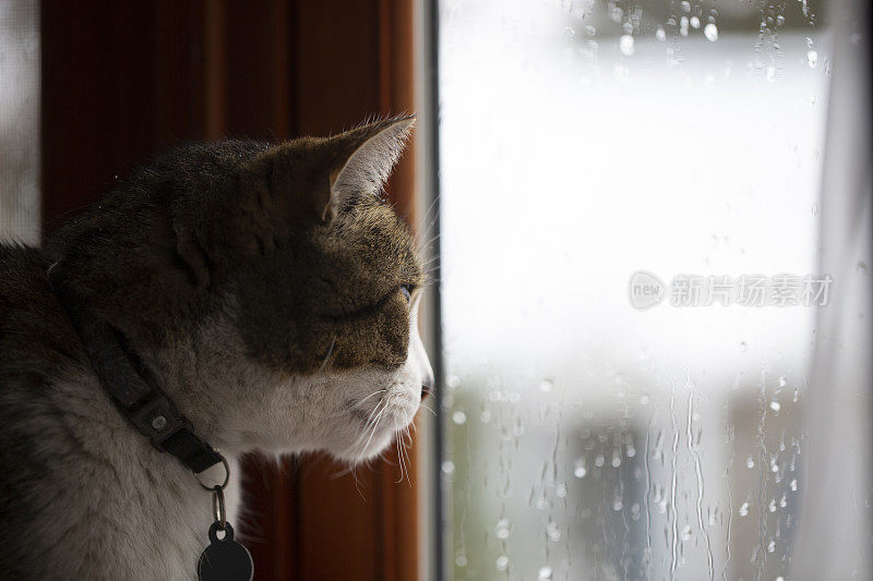 透过下雨的窗户看的猫