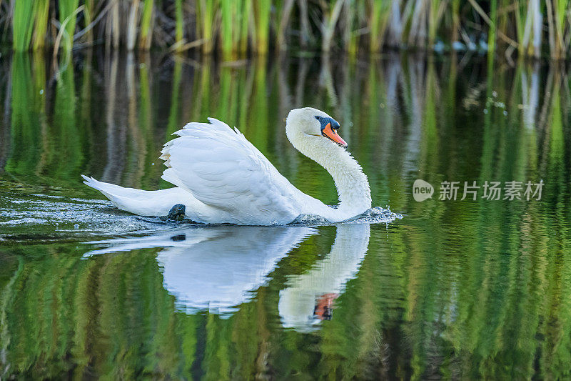 疣鼻天鹅