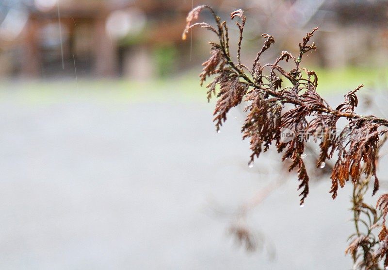 雨后的松树枝