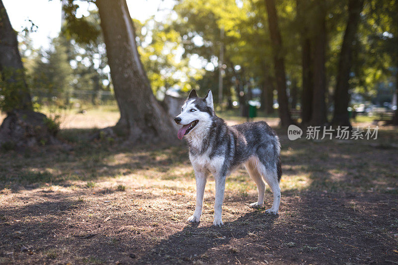 日落时分，公园里的西伯利亚哈士奇