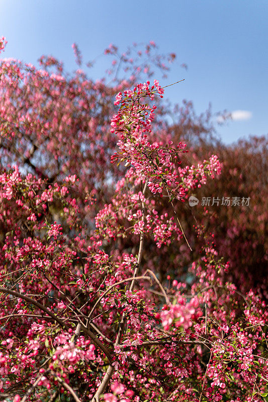 野生樱花