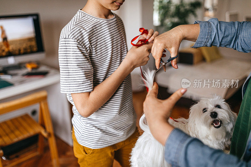 女人在家里梳理宠物狗