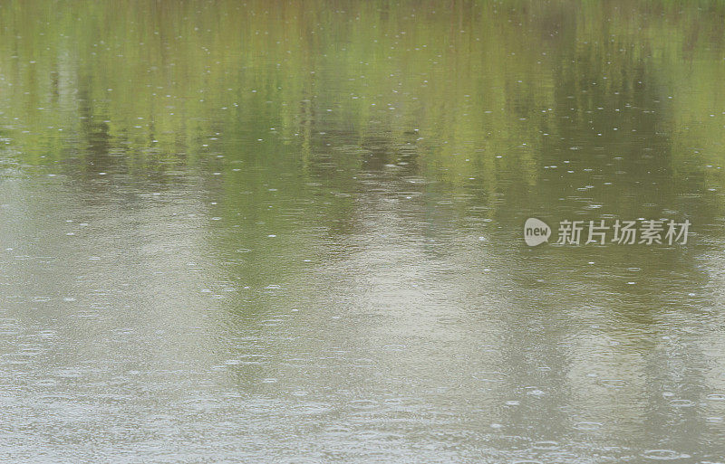 春雨洒满池塘
