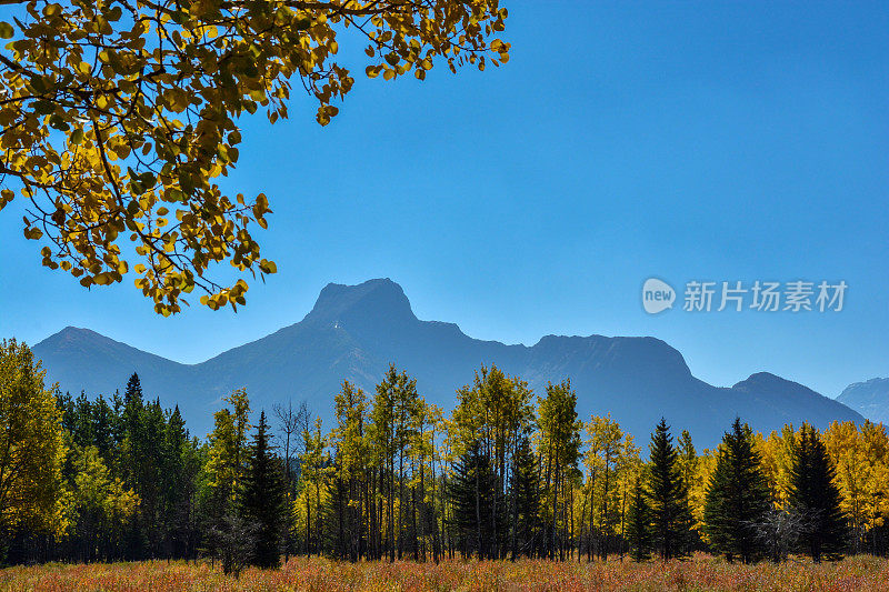 加拿大亚伯达省班夫国家公园山上草地的绚丽秋色