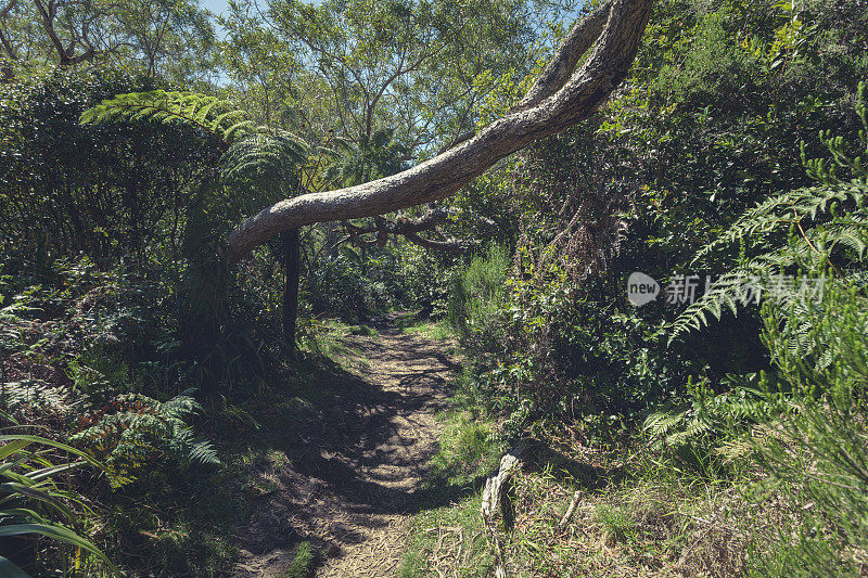 留尼旺岛热带雨林的徒步小径
