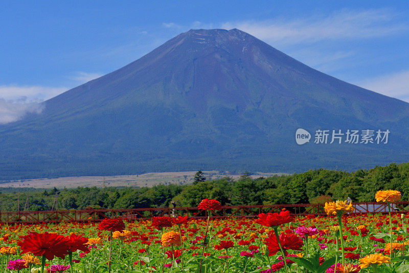 富士山百日花