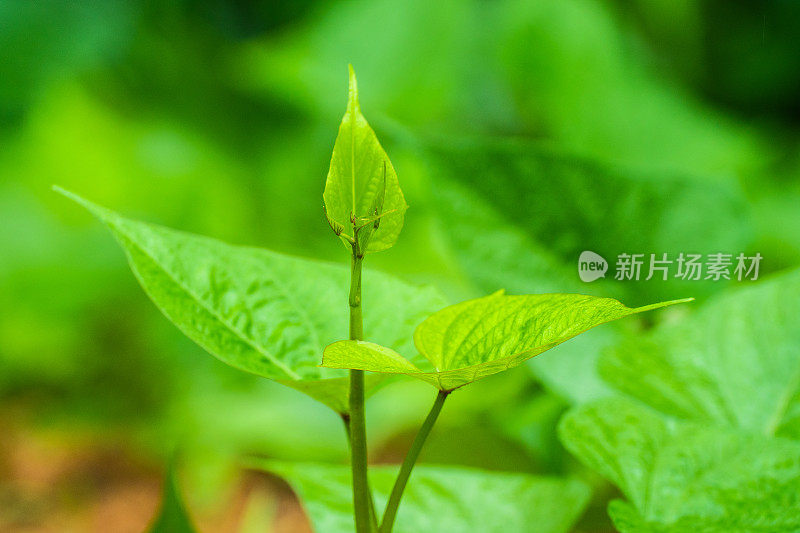 甘薯在田间种植