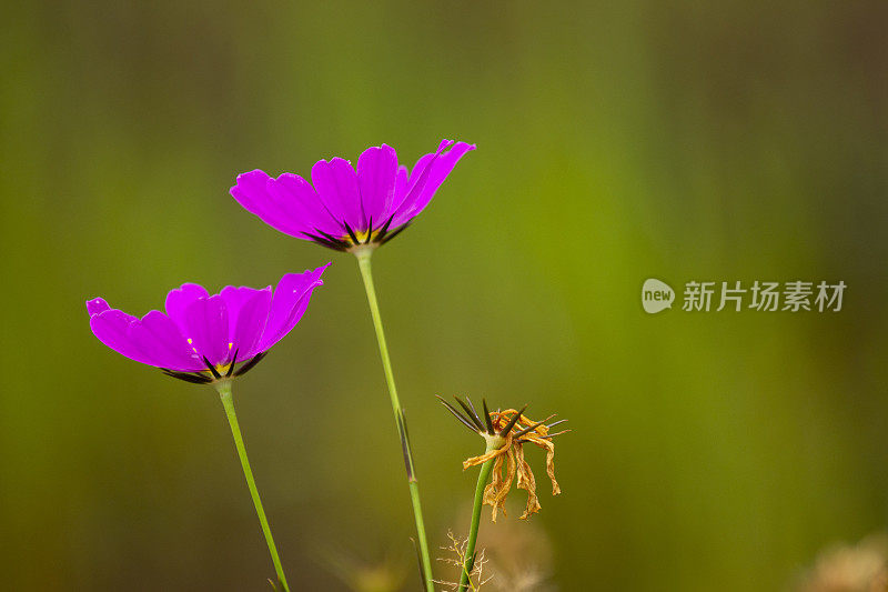 两沼泽玫瑰龙胆花与严重散焦绿叶在右边