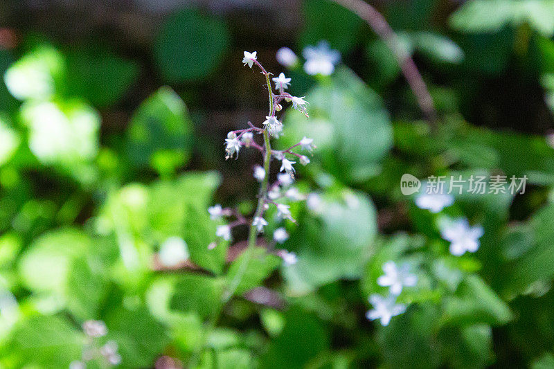 森林野花