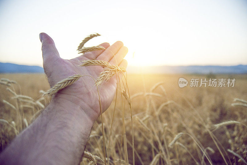 农民在夕阳下拿着小麦种子