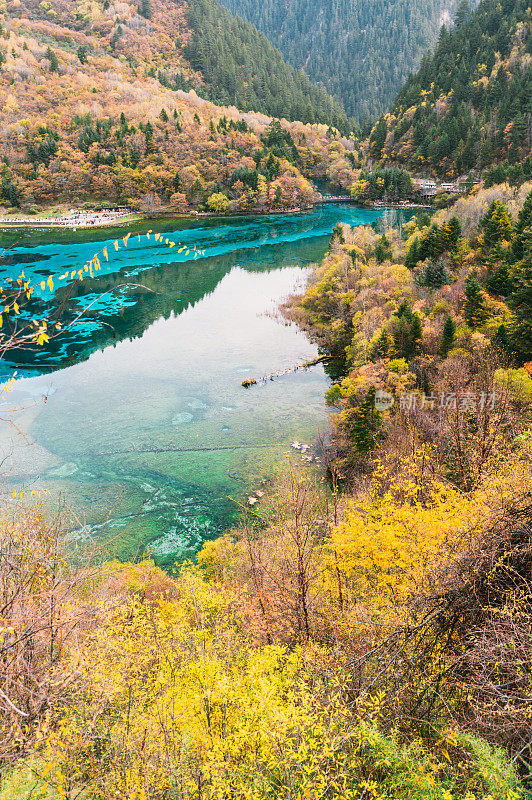 森林和树木景观纹理背景，色彩斑斓的自然景观风景亚丁，香格里拉，中国，西藏山区的秋天