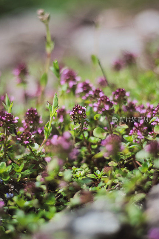 高山草甸的野生百里香草本植物