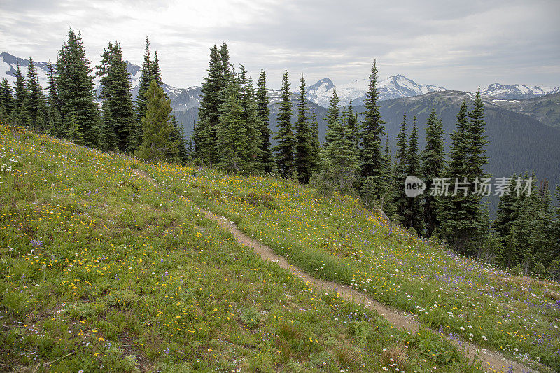 风景优美的小径通过高山草甸