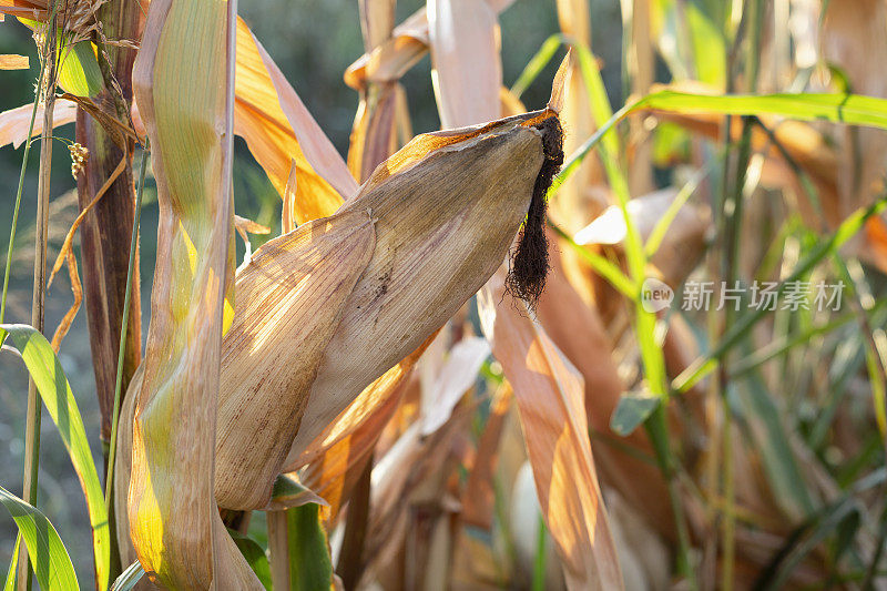 收获玉米植株