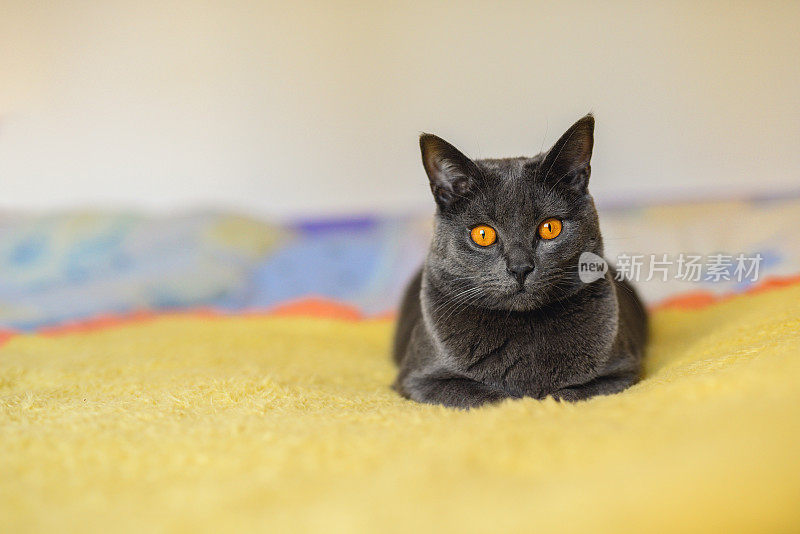 一只一岁大的猫在黄色的毯子上