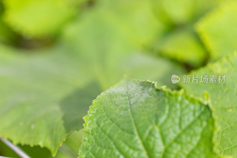 在花园里生长的黄瓜植物的特写