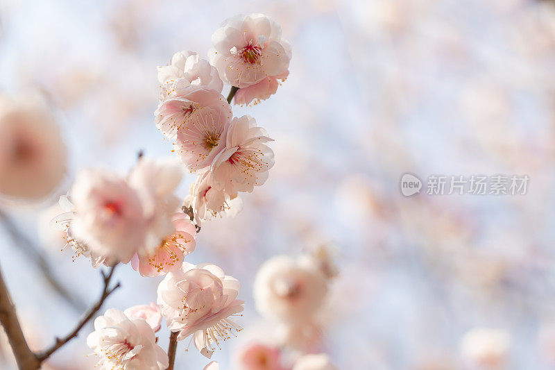 桃李在早春开花