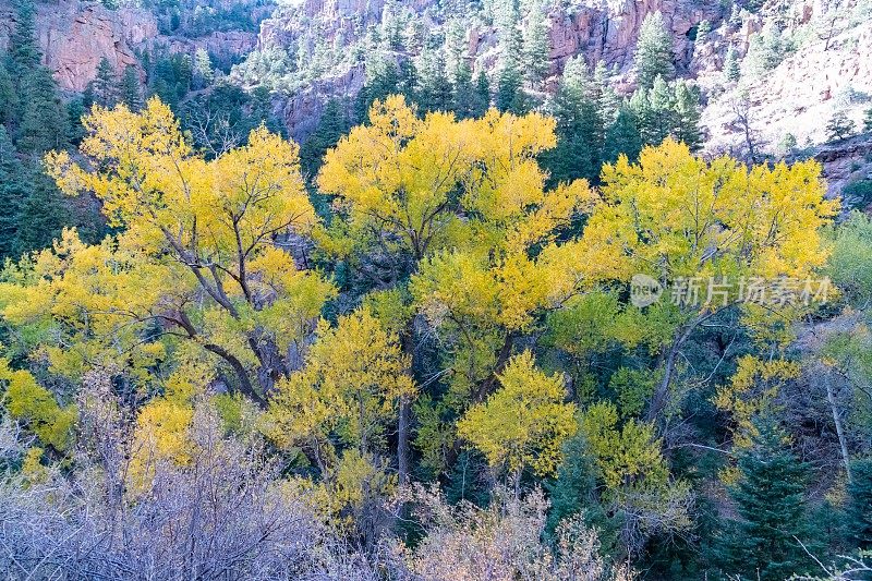 明亮的金色树叶——秋天在落基山脉峡谷狭窄、粗糙的土路上