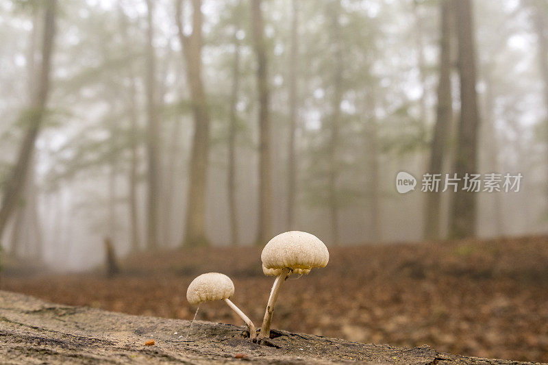 蘑菇长在一棵死山毛榉树上