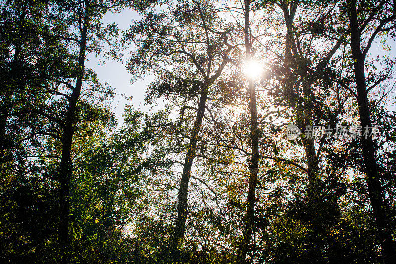 秋日的阳光穿过树林