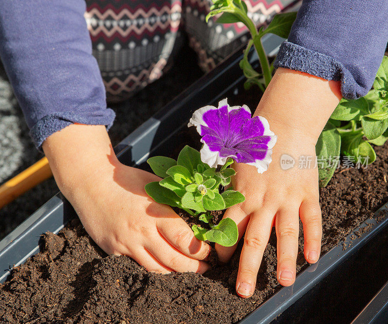孩子们用手在地上种了一朵紫色的矮牵牛花。阳台种植鲜花。