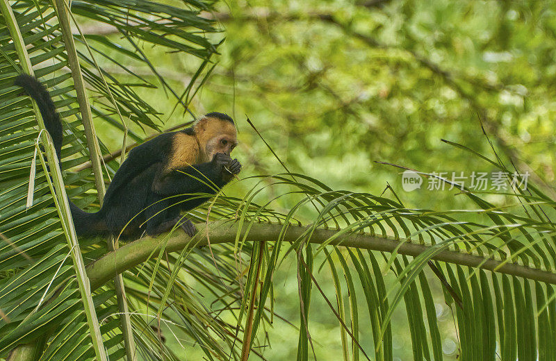 哥斯达黎加奥萨半岛科尔科瓦多国家公园里的野生白面卷尾猴