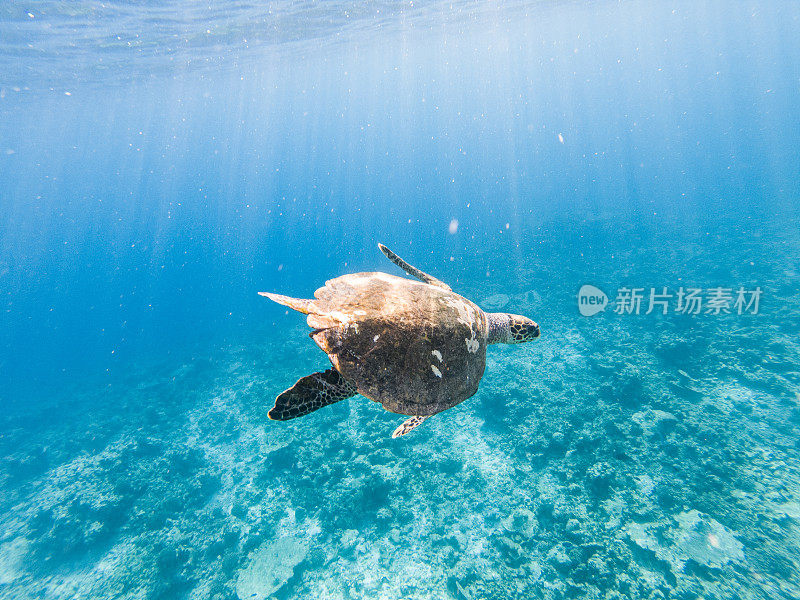 水下拍摄的绿海龟游泳