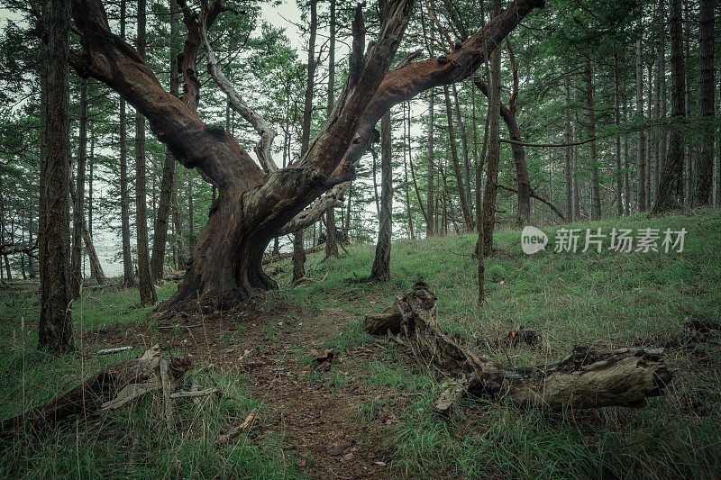 霍恩比岛森林