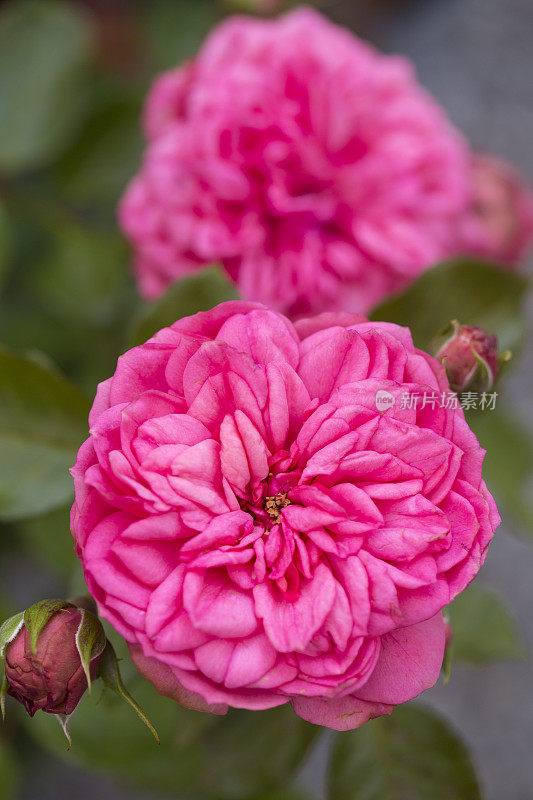 花园里盛开着两朵美丽的粉红色玫瑰