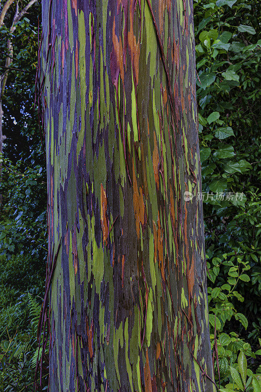 桉树是一棵高大的树，通常被称为彩虹桉树，棉兰老树胶，或彩虹树胶。它是在北半球发现的唯一一种桉树。独特的多色树皮是它最显著的特征