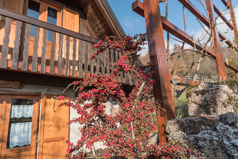 秋天的Cotoneaster装饰山小屋的入口