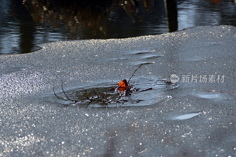 被困在冰冻湖中的树叶的背景