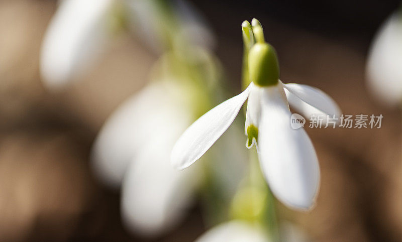 雪花莲