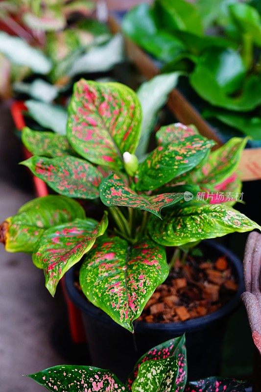 粉色和绿色的Aglaonema