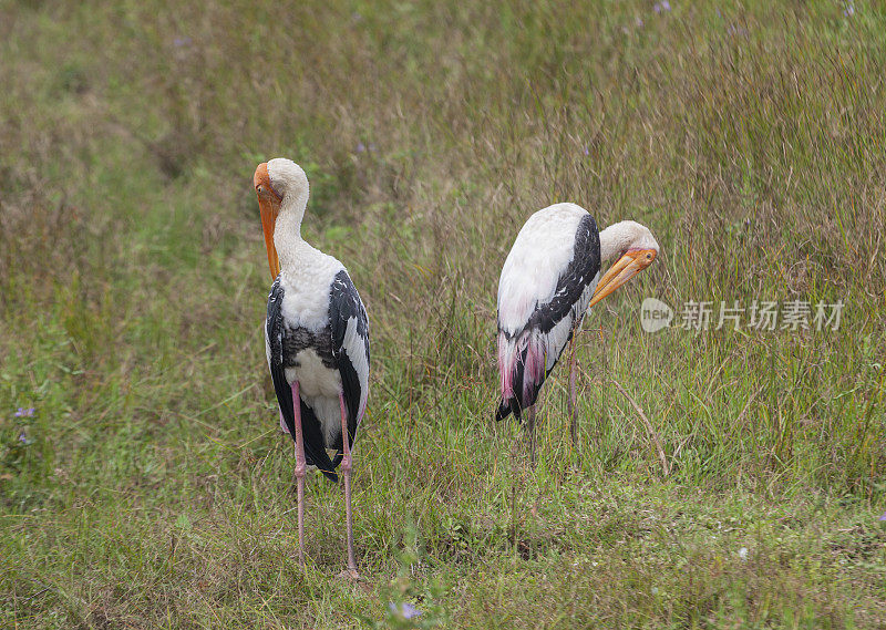 两只彩绘鹳，新银头菌，亚拉n.p.，斯里兰卡