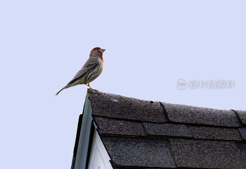 栖息在屋顶上的家雀