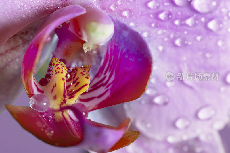 兰花花与雨滴特写