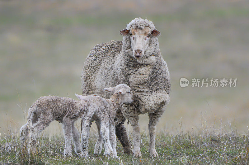 美利奴母羊和她的小羊