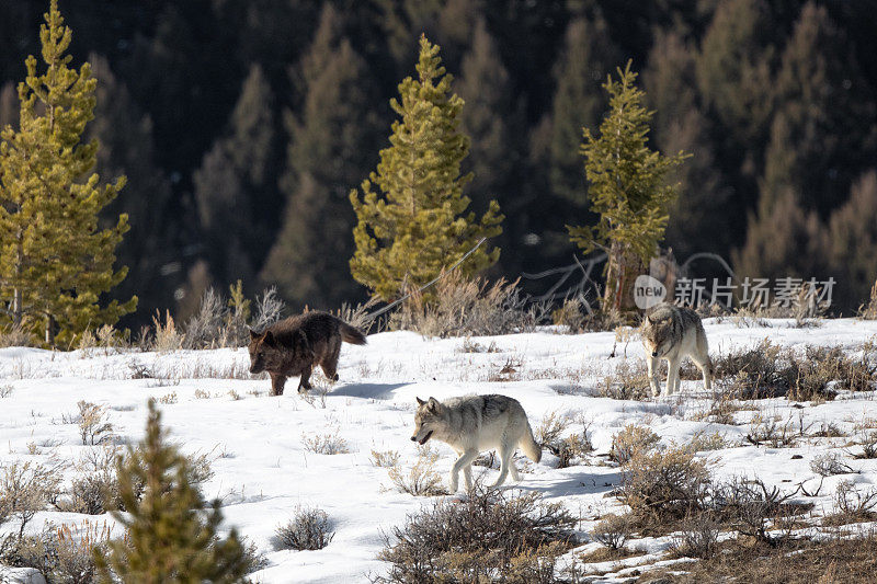 黄石公园的三只狼成群结队地从雪山上下来