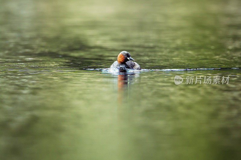 威金在平静的水面上滑行