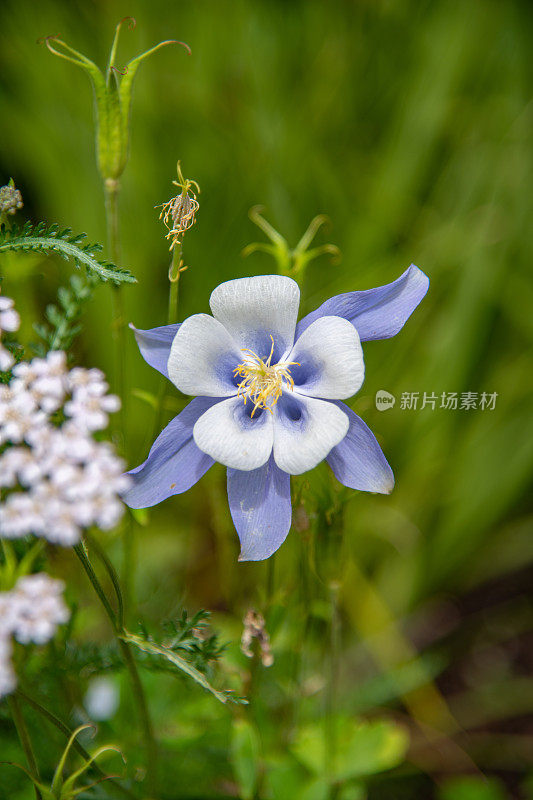 耧斗菜野花