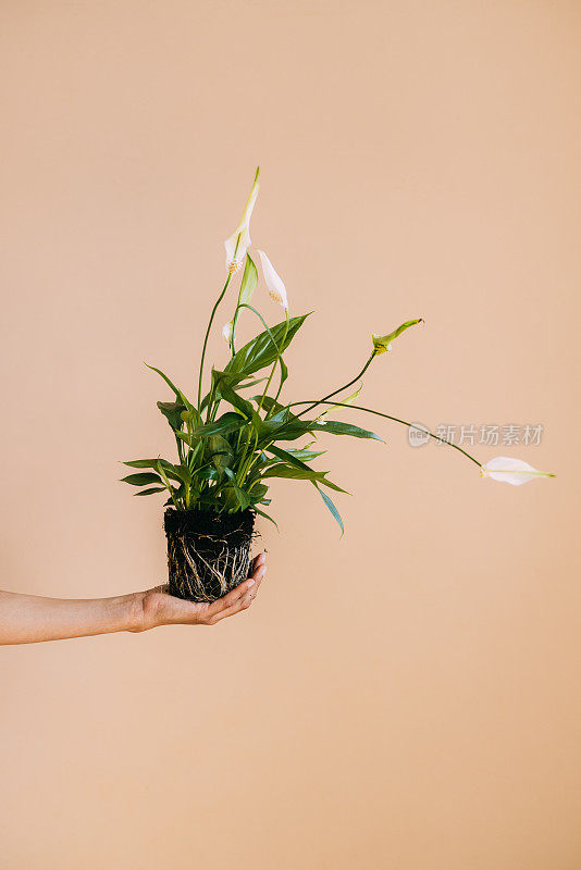 简单的室内植物护理小贴士，让你的植物保持健康