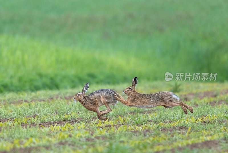 两个欧洲野兔