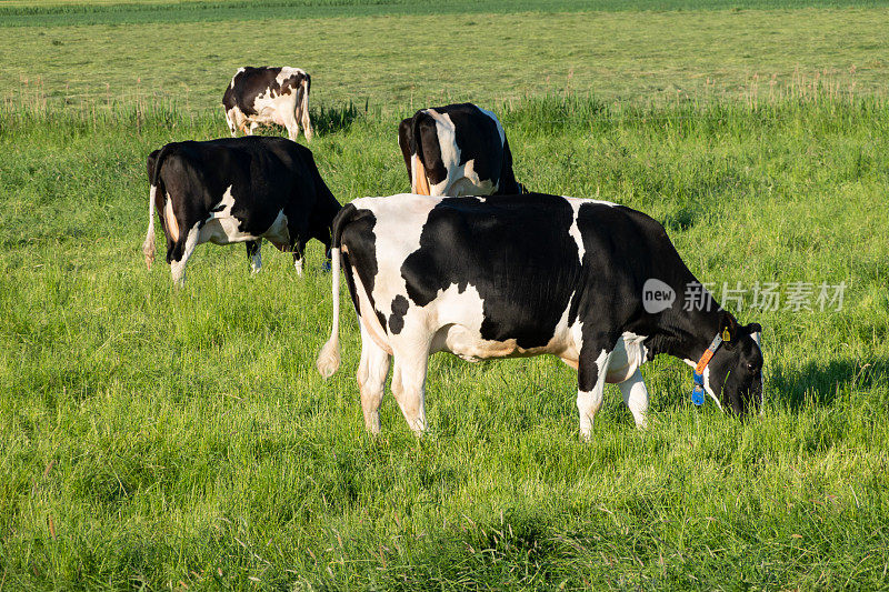 在傍晚阳光下，北德国的奶牛在牧场上