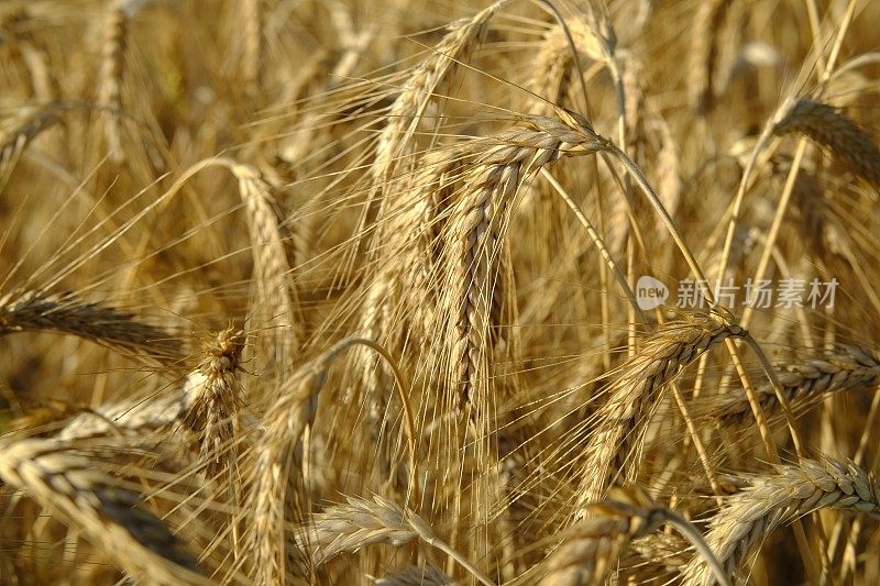 成熟小麦穗