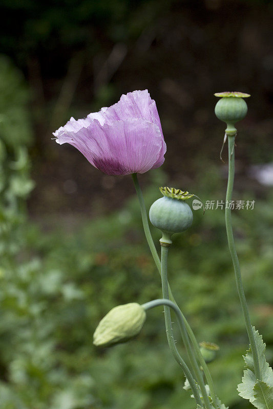 罂粟(罂粟属罂粟)，开花