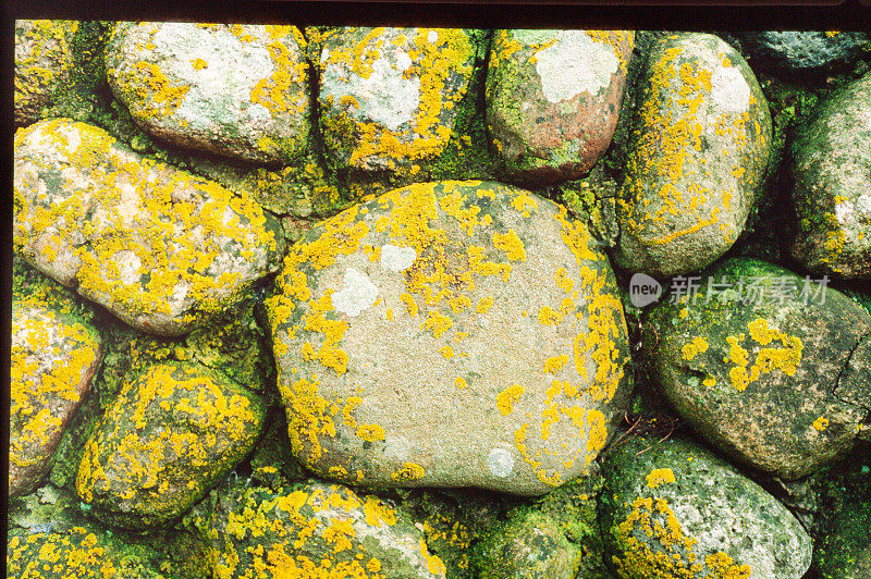 部分古老的石墙上覆盖着黄色的植被