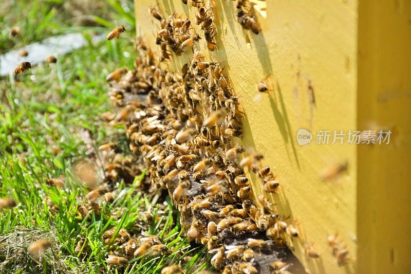 蜜蜂在蜂箱入口