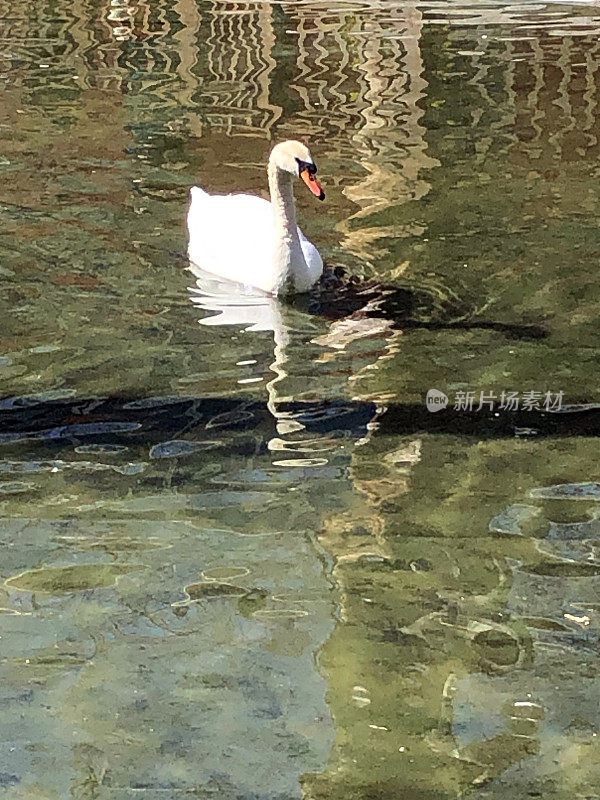 池塘里的天鹅